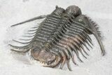 Top Quality, Long-Spined Cyphaspides Trilobite - Jorf, Morocco #255443-4